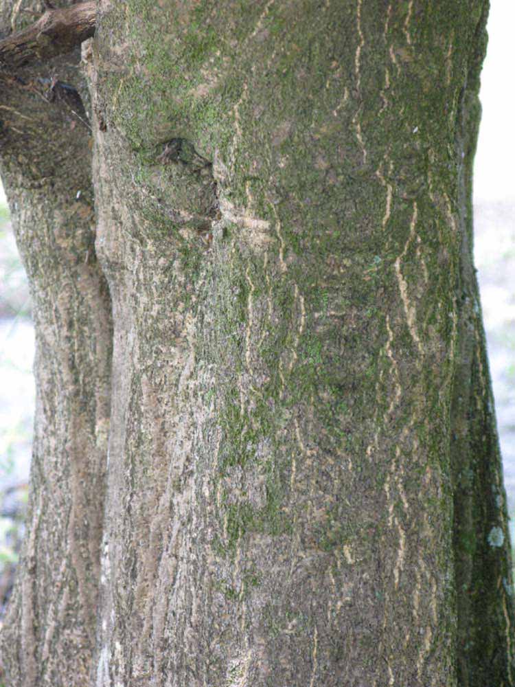            Bark (Winter Haven, FL)   